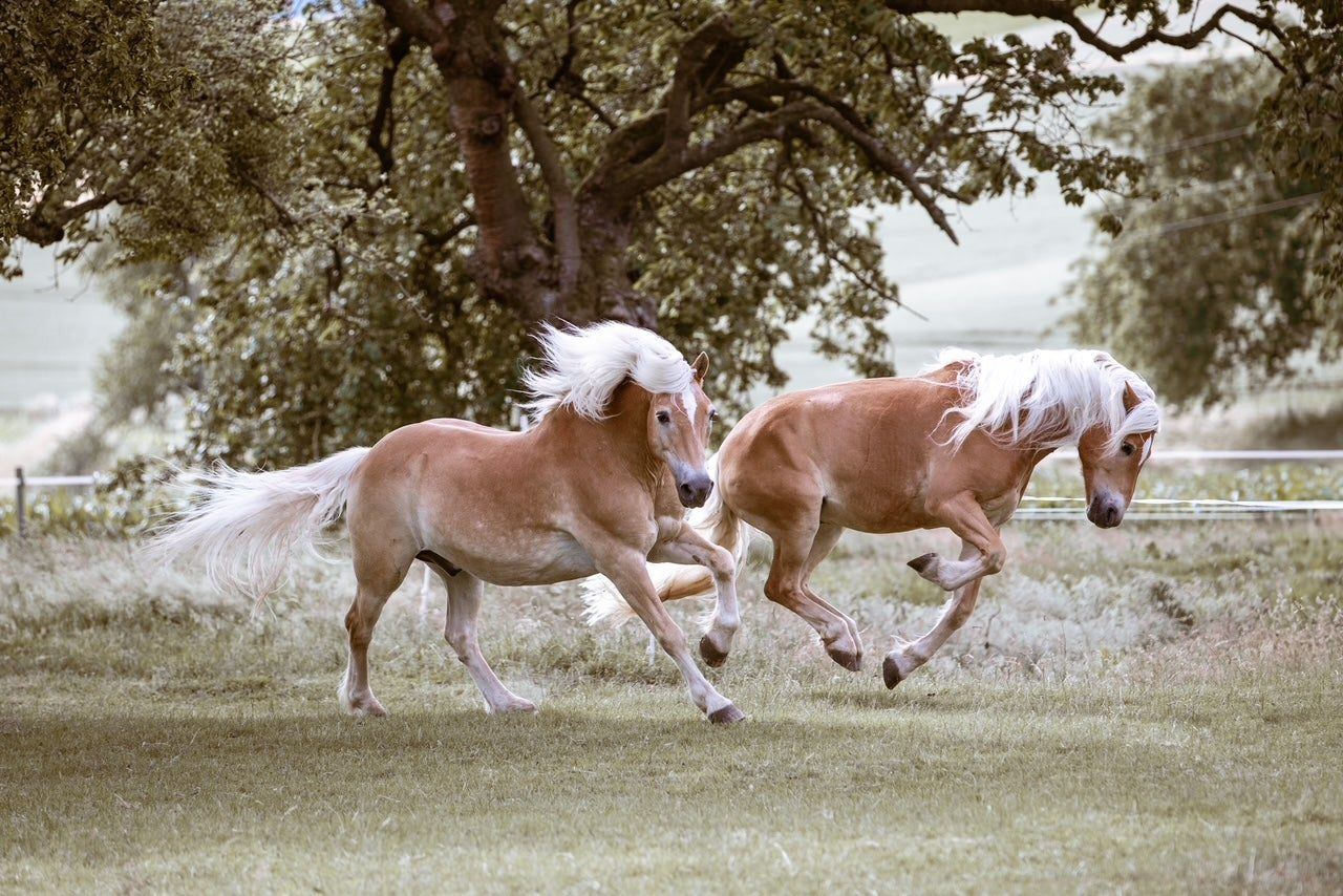 Zwei Haflinger galoppieren über eine Wiese