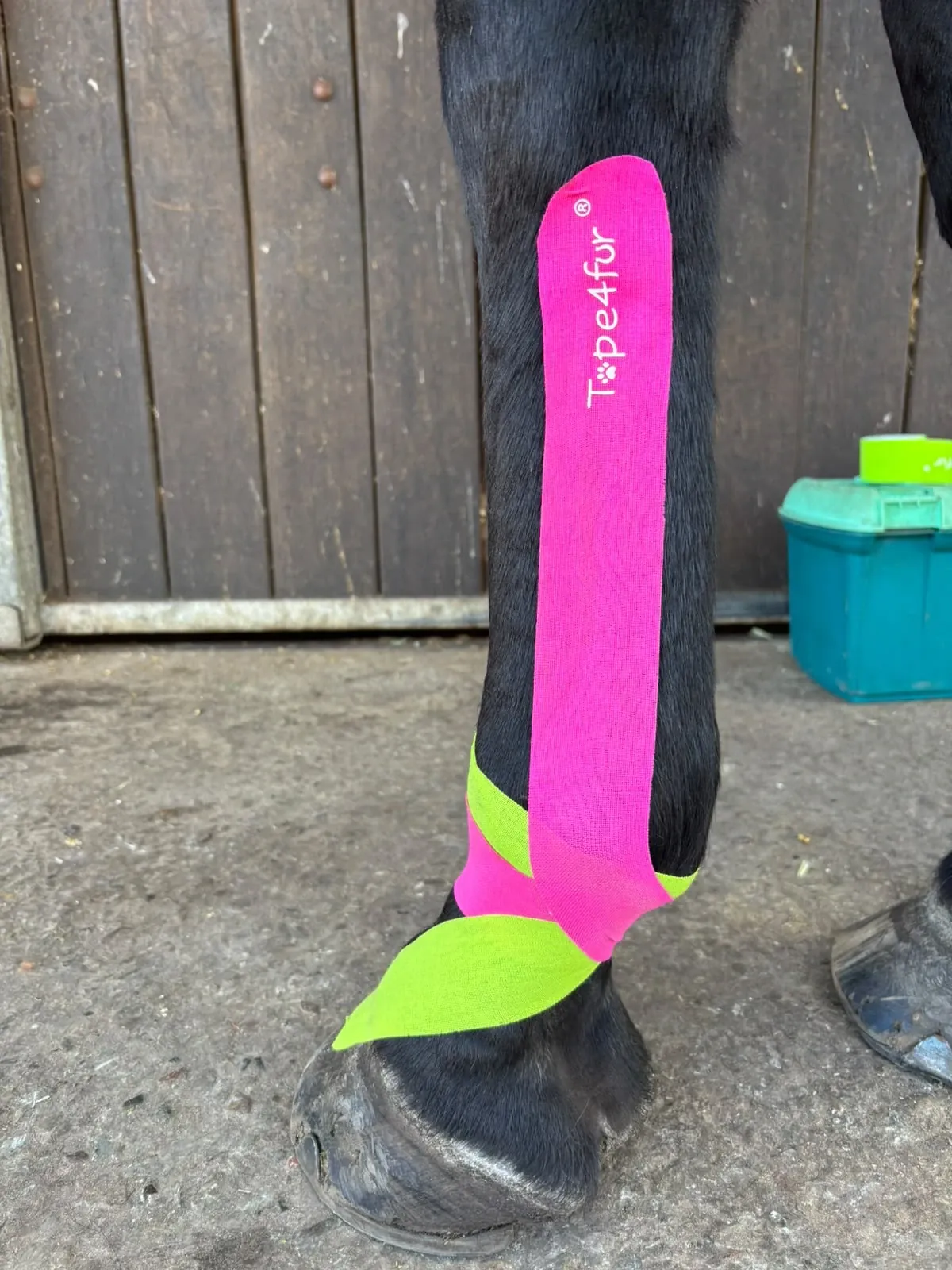 Pinkes und grünes Kinesiotape am Vorderbein eines Rappen, vom Röhrbein bis zum Fesselkopf